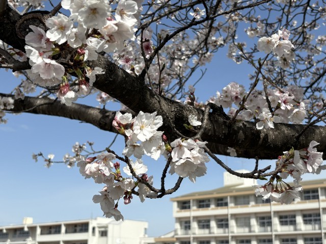 桜