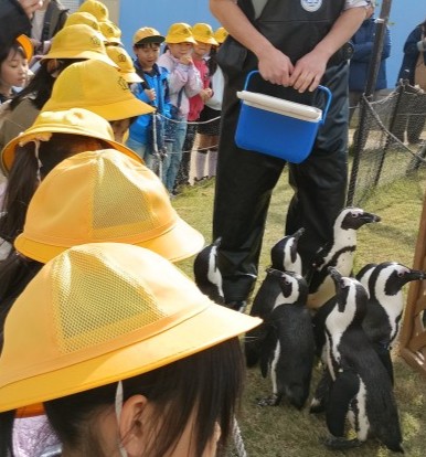 ペンギンの写真