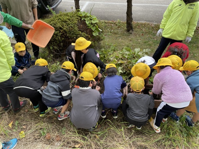 サツマイモ掘り
