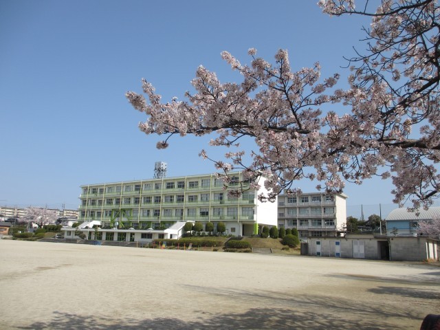 桜が満開です！